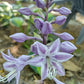 Sorbet Hosta Plants online shopping