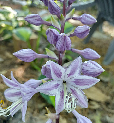 Sorbet Hosta Plants online shopping