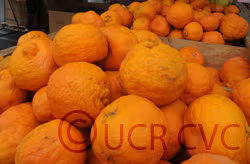 Kara Mandarin Budwood citrus plant material online shopping