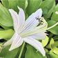 Wiggles And Squiggles Hosta Plants online shopping