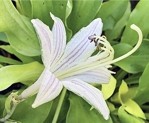 Wiggles And Squiggles Hosta Plants online shopping