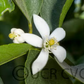 Bearss Lime Budwood citrus plant material online shopping