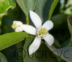 Bearss Lime Budwood citrus plant material online shopping