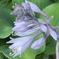 Night Flight Hosta Plants online shopping