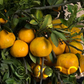 Louisiana Early Satsuma Mandarin Budwood citrus plant material online shopping