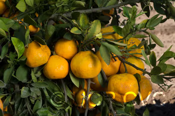 Louisiana Early Satsuma Mandarin Budwood citrus plant material online shopping