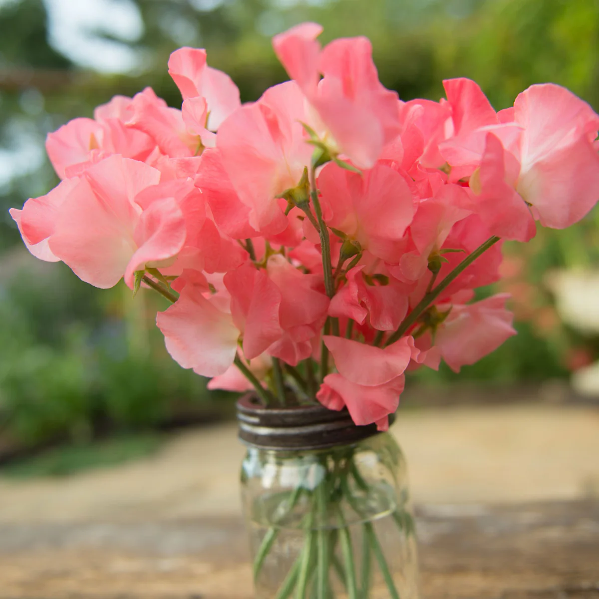 Valerie Harrod Sweet Pea seeds online shopping