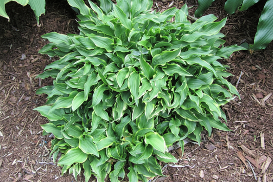 Tattle Tails Hosta