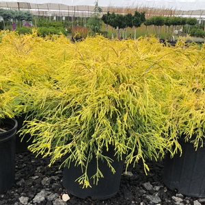 Chamaecyparis Psifera Filifera Golden Mops False Cypress