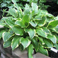 Harpoon Hosta Plants online shopping