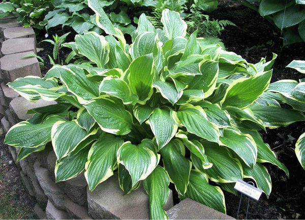 Harpoon Hosta Plants online shopping