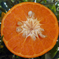 SRA 337 US Furr Mandarin Budwood citrus plant material online shopping