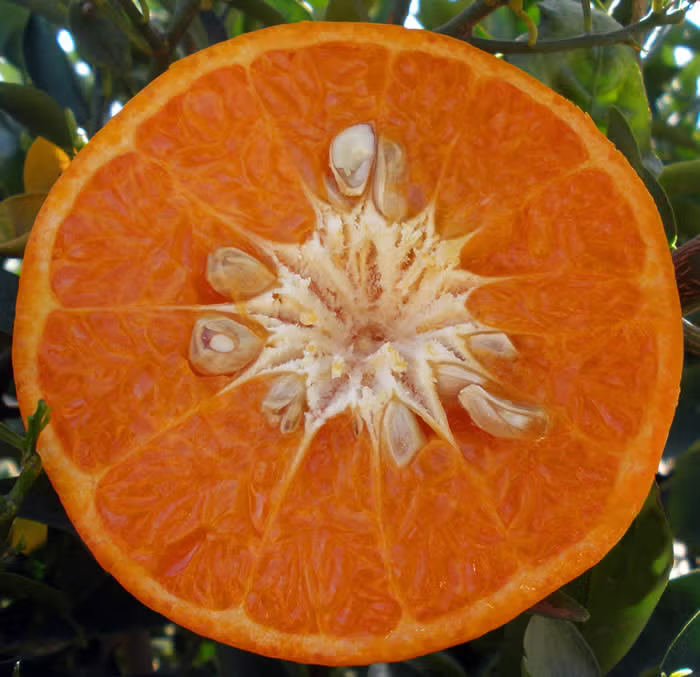 SRA 337 US Furr Mandarin Budwood citrus plant material online shopping