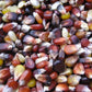 Calico Popcorn Corn