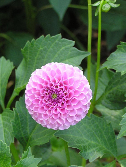 Zippity Do Da Dahlia