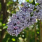 Président Grévy Lilac lilac plant online shopping
