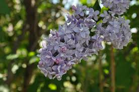 Président Grévy Lilac lilac plant online shopping