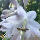 Ruffles N Ridges Hosta Plants online shopping