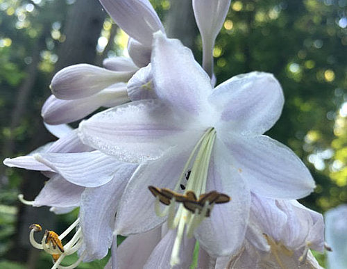 Ruffles N Ridges Hosta Plants online shopping