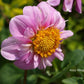 Rosy Wings Dahlia
