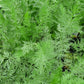Caraway seeds online shopping