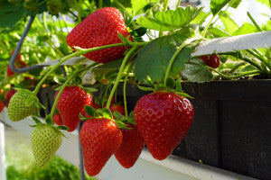 Cabrillo Day Neutral Strawberry