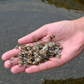 Crassostrea Virginica Oyster Seed MA aquaculture online shopping