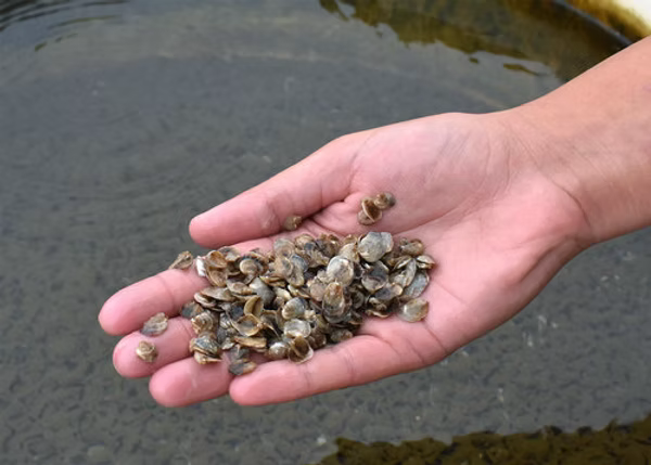 Crassostrea Virginica Oyster Seed MA aquaculture online shopping