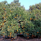 Frost Owari Satsuma Mandarin Budwood citrus plant material online shopping