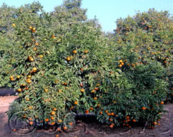 Frost Owari Satsuma Mandarin Budwood citrus plant material online shopping
