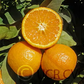Gold Nugget Mandarin Budwood citrus plant material online shopping