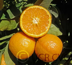 Gold Nugget Mandarin Budwood citrus plant material online shopping