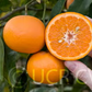 Emerald Mandarin Budwood citrus plant material online shopping
