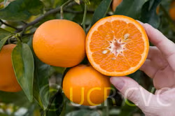 Emerald Mandarin Budwood citrus plant material online shopping