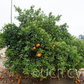 Iyo Mikan Tangor Mandarin Budwood citrus plant material online shopping