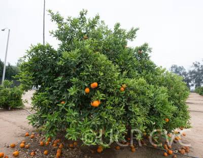 Iyo Mikan Tangor Mandarin Budwood citrus plant material online shopping