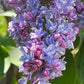 Président Grévy Lilac lilac plant online shopping