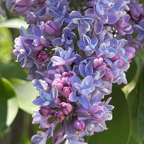 Président Grévy Lilac lilac plant online shopping
