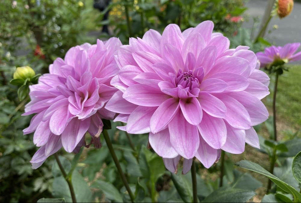 Sandia Shomei Dahlia