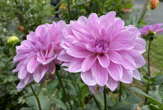 Sandia Shomei Dahlia