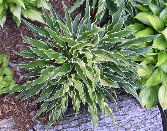 Yippee Hosta Plants online shopping