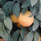 Bergamot Sour Orange Hybrid Budwood citrus plant material online shopping