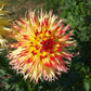 Pinelands Pam Dahlia