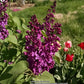 Yankee Doodle Lilac lilac plant online shopping