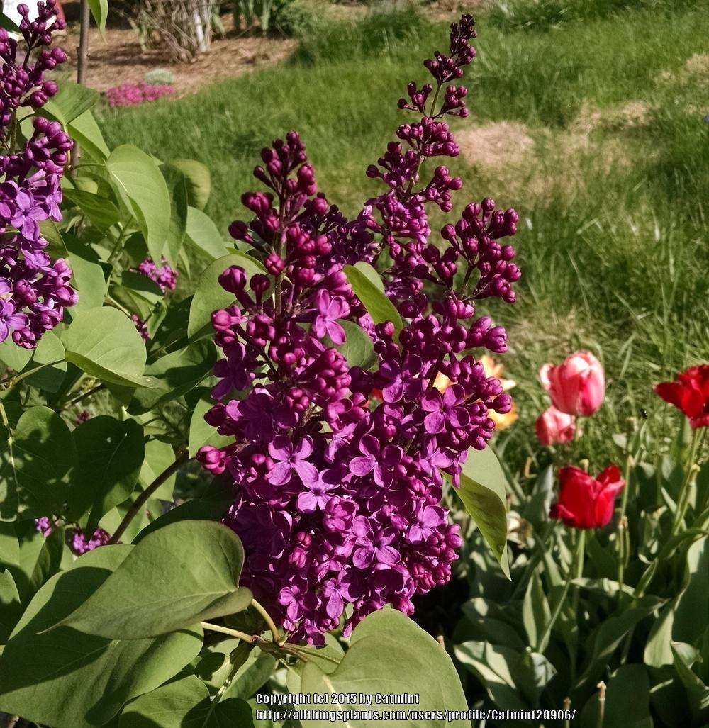 Yankee Doodle Lilac lilac plant online shopping