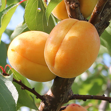 Jerseycot Apricot