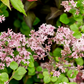 Palibin Dwarf Korean Lilac