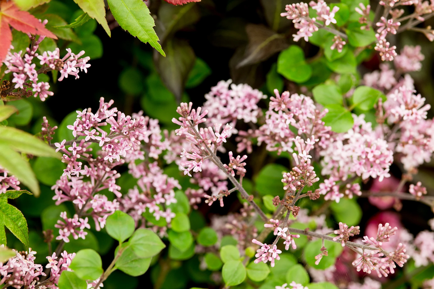 Palibin Dwarf Korean Lilac