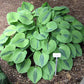 Luna Moth Hosta Plants online shopping