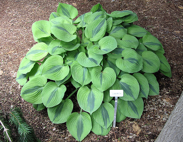 Luna Moth Hosta Plants online shopping